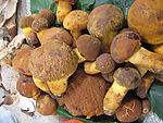 食用菌