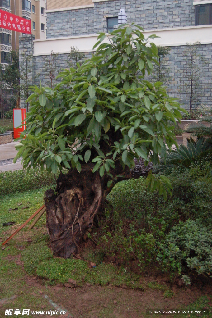 庭院植物