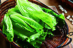 生菜