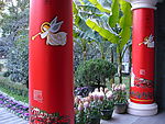 圣诞红
