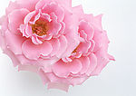 花卉