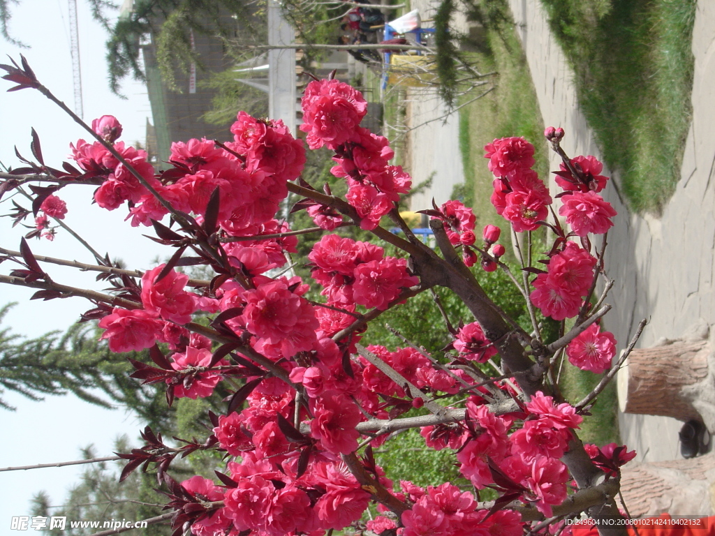 春花灿漫