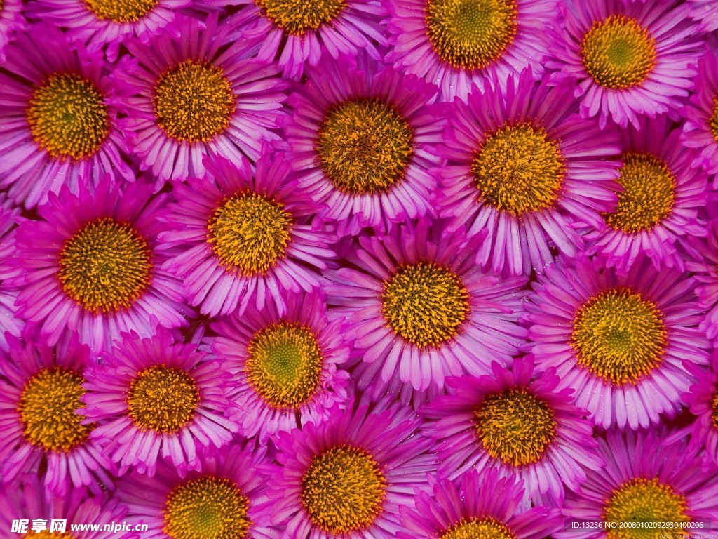 花底纹