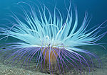 珊瑚 海葵 海洋 生物