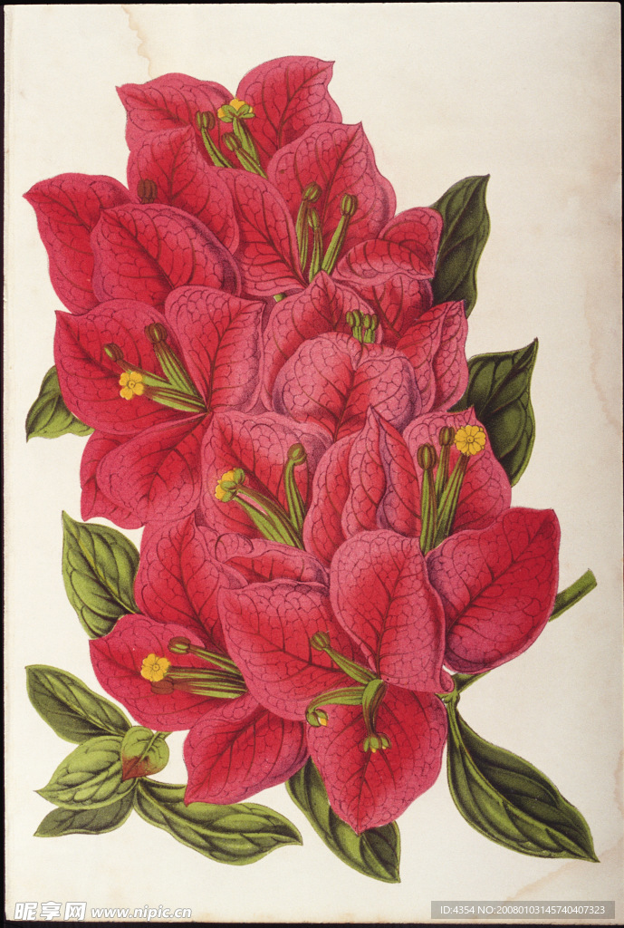 钢笔素描花