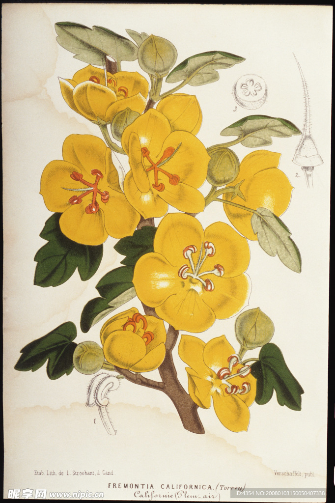 钢笔素描花