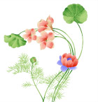 群芳绽放