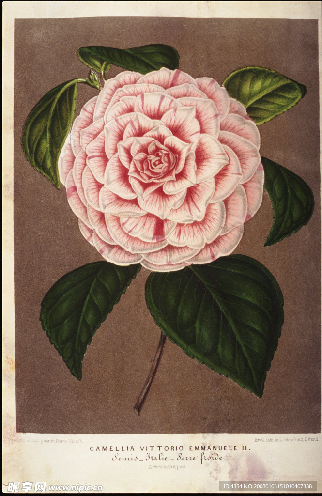 钢笔素描花