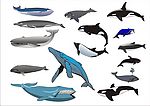 精选CorelDARW海洋生物矢量图—鲸鱼