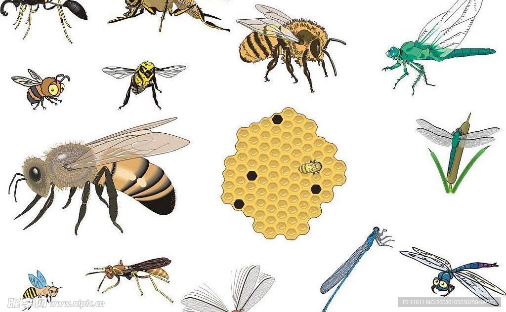CorelDARW精选矢量图库—蜜蜂、蜻蜓
