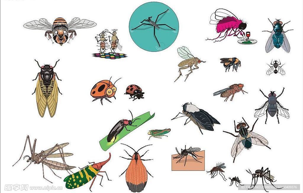 CorelDARW精选矢量图库—蚊子苍蝇飞虫
