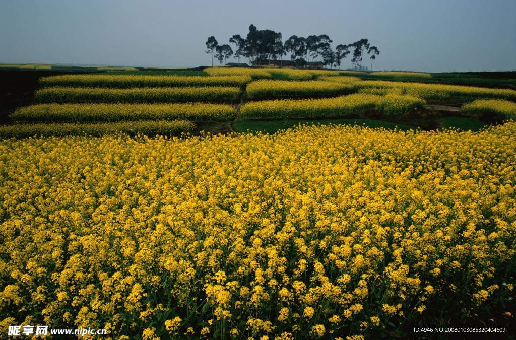 油菜地
