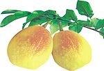 新疆库尔勒香梨