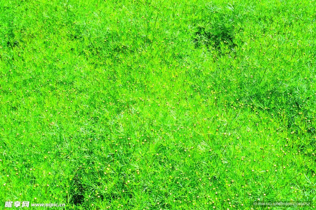 草地