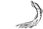 人参