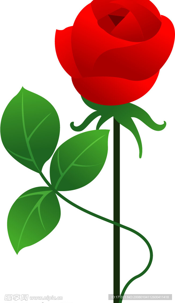 矢量月季花