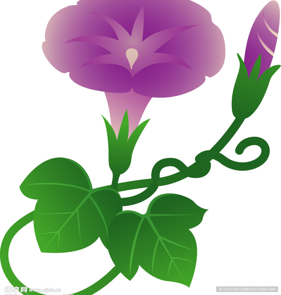 矢量牵牛花