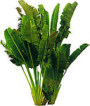 热带植物芭蕉叶