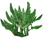 热带植物芭蕉叶