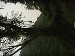 大树