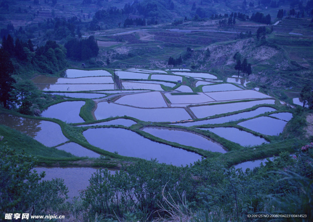 农田 玉米 白菜 黄豆 水稻 小麦