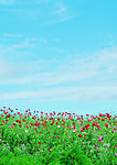 野花