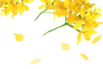 散花