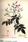 玫瑰04