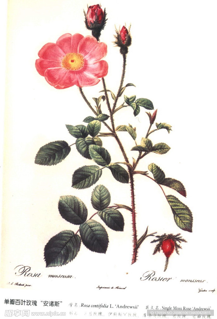 玫瑰07