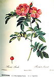 玫瑰10