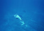 海洋素材卷  海洋生物