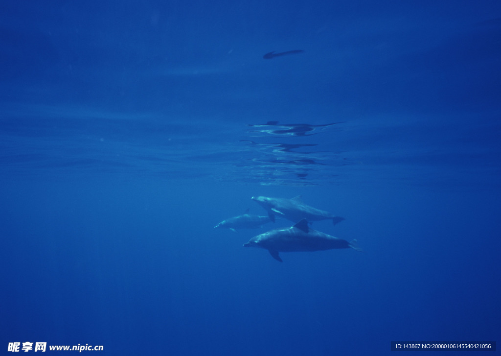 海洋生物