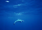 海洋生物