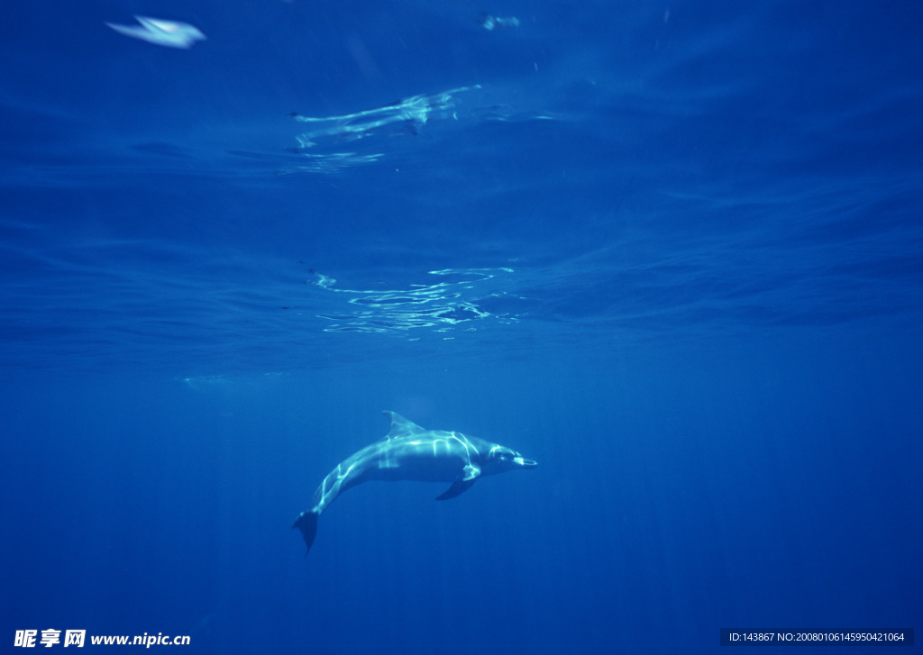 海洋生物