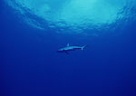 海洋生物
