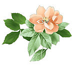 花