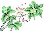 花鸟国画