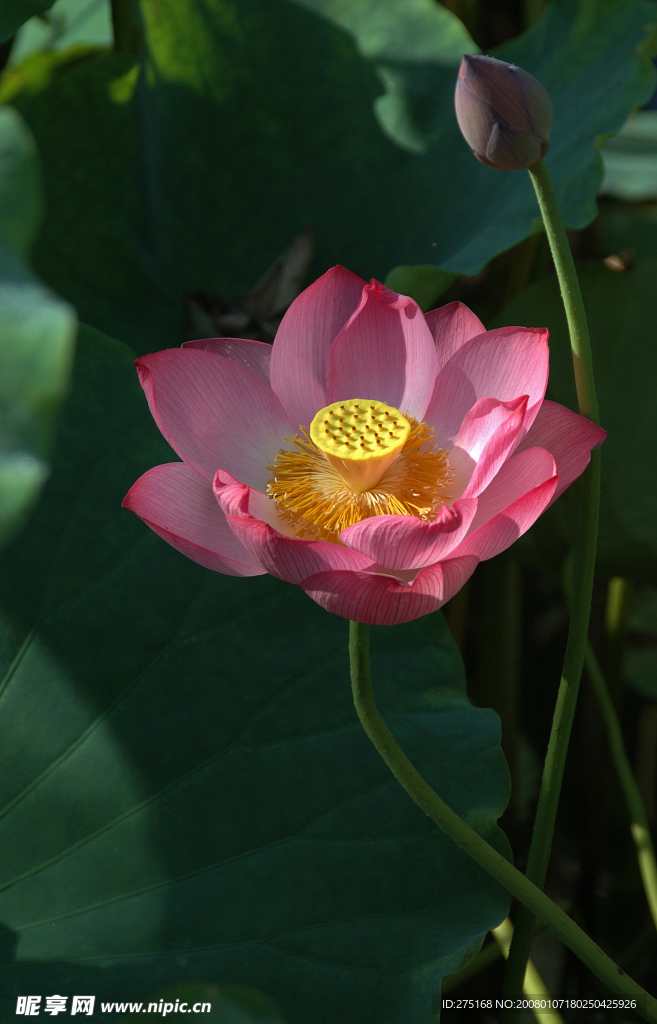 荷花1