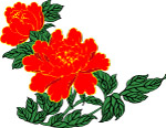 牡丹