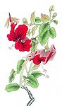 花鸟国画