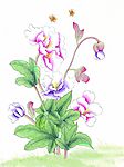 花鸟国画