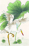吉祥鸟类
