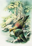 清凉（绿鸠）