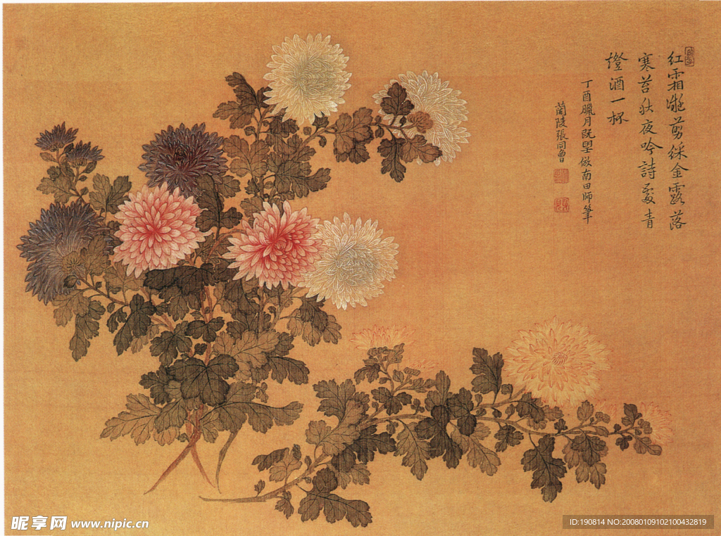 菊花图