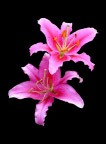 百合花