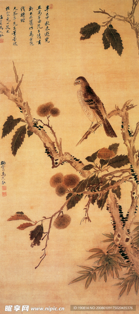 鹰栗图