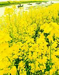 江边菜花田