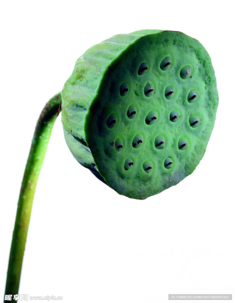 藕片