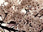 多彩花卉5