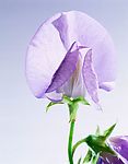花之写真
